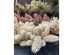 AROMA ESSENCE ΛΟΥΛΟΥΔΙ ΤΕΧΝΗΤΟ 26cm FOAM ΜΠΕΖ PVC