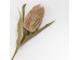 AROMA BLOSSOMS ΛΟΥΛΟΥΔΙ ΤΕΧΝΗΤΟ 63cm FOAM ΚΑΦΕ ΠΡΑΣΙΝΟ PVC AROMA BLOSSOMS ΛΟΥΛΟΥΔΙ ΤΕΧΝΗΤΟ 63cm FOAM ΚΑΦΕ ΠΡΑΣΙΝΟ PVC