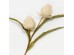 AROMA DELIGHTS ΛΟΥΛΟΥΔΙ ΤΕΧΝΗΤΟ 70cm FOAM ΚΡΕΜ ΠΡΑΣΙΝΟ PVC