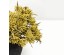 AROMA BLOOMS ΛΟΥΛΟΥΔΙ ΤΕΧΝΗΤΟ 57cm FOAM ΚΙΤΡΙΝΟ PVC