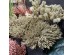 AROMA WISHPER ΛΟΥΛΟΥΔΙ ΤΕΧΝΗΤΟ ΜΠΟΥΚΕΤΟ 22cm FOAM ΠΡΑΣΙΝΟ PVC AROMA WISHPER ΛΟΥΛΟΥΔΙ ΤΕΧΝΗΤΟ ΜΠΟΥΚΕΤΟ 22cm FOAM ΠΡΑΣΙΝΟ PVC