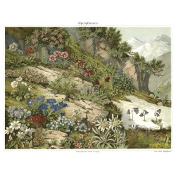 Ταπετσαρία DUTCH WALL DECOR NATURAL HISTORY NH250001-DWD