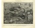 Ταπετσαρία DUTCH WALL DECOR NATURAL HISTORY NH250006-DWD