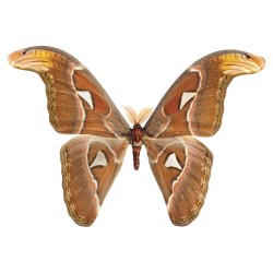 Ταπετσαρία DUTCH WALL DECOR NATURAL HISTORY NH250009-DWD