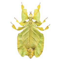 Ταπετσαρία DUTCH WALL DECOR NATURAL HISTORY NH250011-DWD