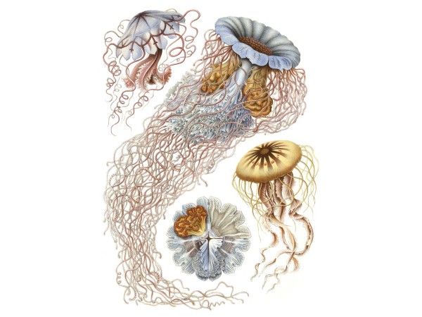 Ταπετσαρία DUTCH WALL DECOR NATURAL HISTORY NH250014-DWD