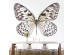 Ταπετσαρία DUTCH WALL DECOR NATURAL HISTORY NH250015-DWD