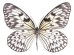 Ταπετσαρία DUTCH WALL DECOR NATURAL HISTORY NH250015-DWD