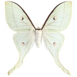 Ταπετσαρία DUTCH WALL DECOR NATURAL HISTORY NH250016-DWD