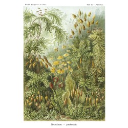 Ταπετσαρία DUTCH WALL DECOR NATURAL HISTORY NH250018-DWD