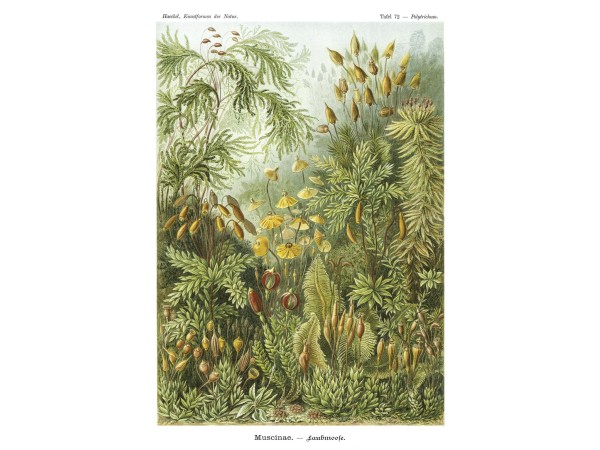 Ταπετσαρία DUTCH WALL DECOR NATURAL HISTORY NH250018-DWD