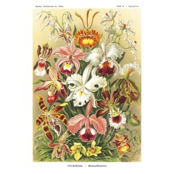 Ταπετσαρία DUTCH WALL DECOR NATURAL HISTORY NH250019-DWD