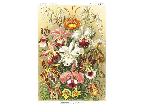 Ταπετσαρία DUTCH WALL DECOR NATURAL HISTORY NH250019-DWD
