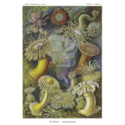 Ταπετσαρία DUTCH WALL DECOR NATURAL HISTORY NH250020-DWD