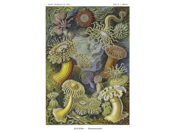 Ταπετσαρία DUTCH WALL DECOR NATURAL HISTORY NH250020-DWD