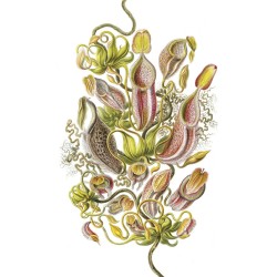 Ταπετσαρία DUTCH WALL DECOR NATURAL HISTORY NH250025-DWD