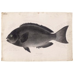 Ταπετσαρία DUTCH WALL DECOR NATURAL HISTORY NH250026-DWD