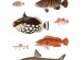 Ταπετσαρία DUTCH WALL DECOR NATURAL HISTORY NH250031-DWD