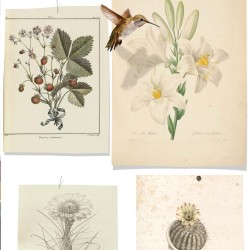 Ταπετσαρία DUTCH WALL DECOR NATURAL HISTORY NH250054-DWD