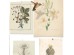 Ταπετσαρία DUTCH WALL DECOR NATURAL HISTORY NH250054-DWD