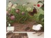 Ταπετσαρία DUTCH WALL DECOR NATURAL HISTORY NH250067-DWD