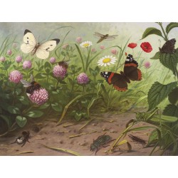 Ταπετσαρία DUTCH WALL DECOR NATURAL HISTORY NH250067-DWD