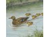 Ταπετσαρία DUTCH WALL DECOR NATURAL HISTORY NH250071-DWD