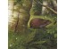 Ταπετσαρία DUTCH WALL DECOR NATURAL HISTORY NH250075-DWD