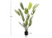 ΔΙΑΚΟΣΜΗΤΙΚΟ ΣΥΝΘΕΤΙΚΟ ΦΥΤΟ HM7997 CALATHEA ΣΕ ΓΛΑΣΤΡΑ 140Υεκ. ΔΙΑΚΟΣΜΗΤΙΚΟ ΣΥΝΘΕΤΙΚΟ ΦΥΤΟ HM7997 CALATHEA ΣΕ ΓΛΑΣΤΡΑ 140Υεκ.