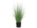 ONION GRASS TREE  NP1009_60 ΥΨΟΣ 60cm NewPlan