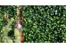 ΠΑΝΕΛ ΦΥΛΛΩΣΙΑΣ BERLIN 50 Χ 50 A017 PHOTINIA NewPlan ΠΑΝΕΛ ΦΥΛΛΩΣΙΑΣ BERLIN 50 Χ 50 A017 PHOTINIA NewPlan