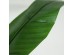 BANANA TREE NP014_120_22 ΥΨΟΣ 120cm NewPlan BANANA TREE NP014_120_22 ΥΨΟΣ 120cm NewPlan