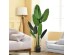 BANANA TREE NP1410_120  ΥΨΟΣ 120cm NewPlan