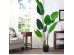 BANANA TREE NP1412_180  ΥΨΟΣ 180cm NewPlan