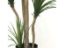 DRACAENA NP_28_155 ΥΨΟΣ 155cm NewPlan DRACAENA NP_28_155 ΥΨΟΣ 155cm NewPlan