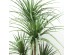 DRACAENA NP_28_155 ΥΨΟΣ 155cm NewPlan DRACAENA NP_28_155 ΥΨΟΣ 155cm NewPlan