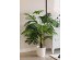 PALM TREE NP5502_180_22 ΥΨΟΣ 180cm NewPlan PALM TREE NP5502_180_22 ΥΨΟΣ 180cm NewPlan