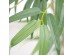 BAMBOO  NP5801_150_22_UV   ΥΨΟΣ 150cm NewPlan