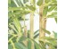BAMBOO  NP824_153  ΥΨΟΣ 153cm NewPlan