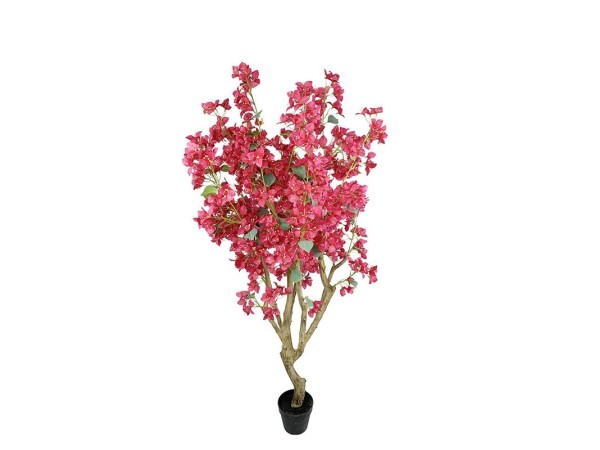 BOUGAINVILLEA NP0422_170 ΥΨΟΣ 170cm NewPlan BOUGAINVILLEA NP0422_170 ΥΨΟΣ 170cm NewPlan