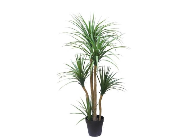 DRACAENA NP_28_155 ΥΨΟΣ 155cm NewPlan DRACAENA NP_28_155 ΥΨΟΣ 155cm NewPlan