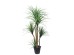 DRACAENA NP_28_155 ΥΨΟΣ 155cm NewPlan DRACAENA NP_28_155 ΥΨΟΣ 155cm NewPlan