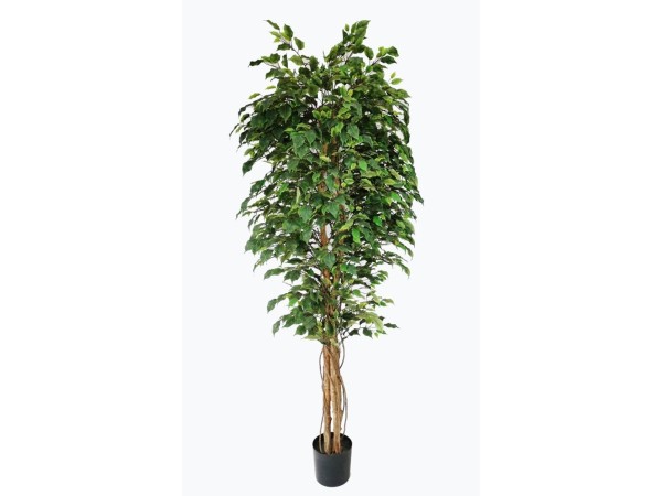 FICUS TREE NP230_210_UV ΥΨΟΣ 210cm NewPlan FICUS TREE NP230_210_UV ΥΨΟΣ 210cm NewPlan